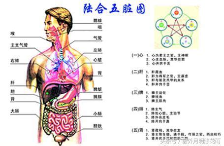 五臟六腑位置圖|科普：人體內結構五臟六腑分布圖